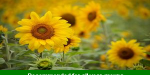 sunflower_garden_top