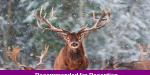 fs_topics_winter_animals_top
